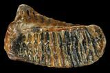 Fossil Woolly Mammoth Lower M Molar - North Sea Deposits #149823-2